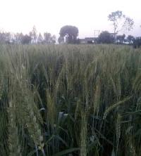  Agricultural Land for Sale in Maholi, Sitapur