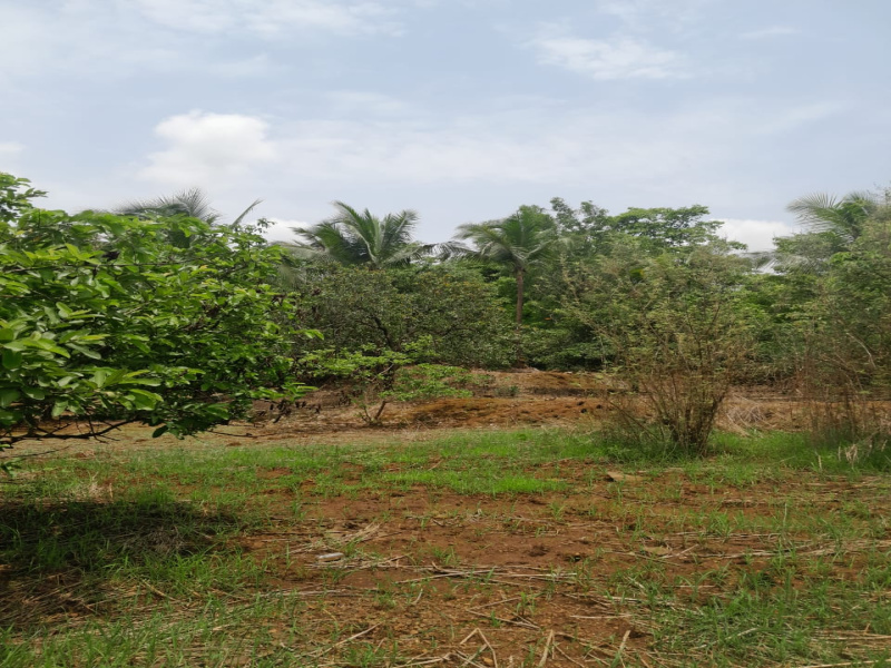  3 Acre Agricultural/Farm Land for Sale in Dapoli, Ratnagiri