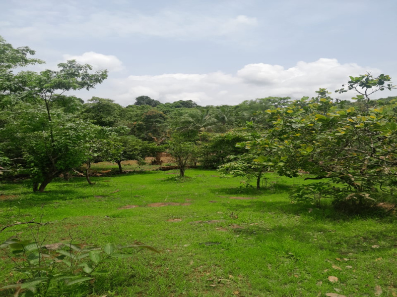  3 Acre Agricultural/Farm Land for Sale in Dapoli, Ratnagiri