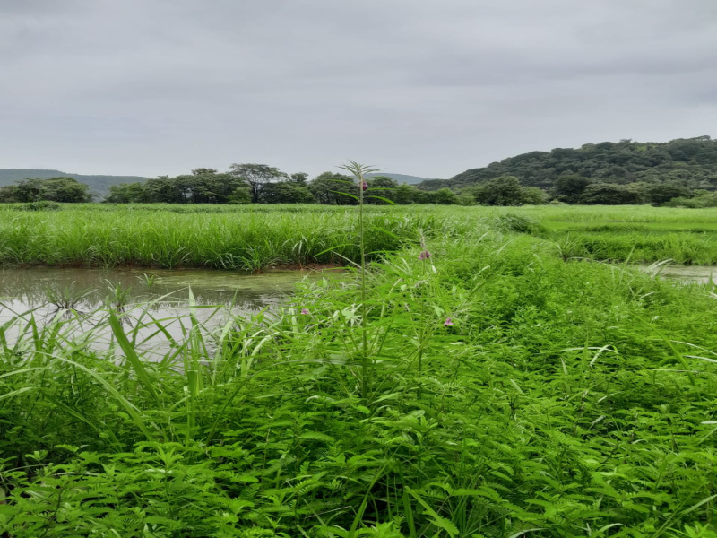  5 Acre Agricultural/Farm Land for Sale in Dapoli, Ratnagiri