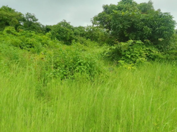  Agricultural Land for Sale in Dapoli, Ratnagiri