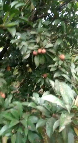  3 Acre Residential Plot for Sale in Mandangad, Ratnagiri