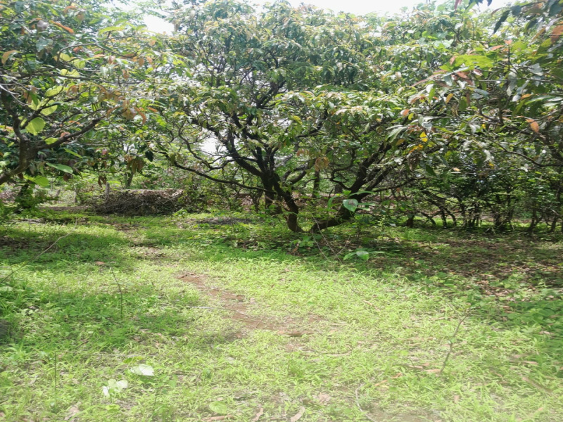  3 Acre Residential Plot for Sale in Mandangad, Ratnagiri
