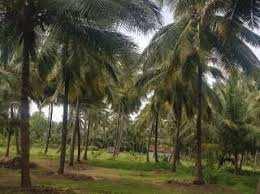  Agricultural Land for Sale in Periya Negamam, Coimbatore