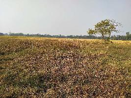  Agricultural Land for Sale in Tamluk, Medinipur