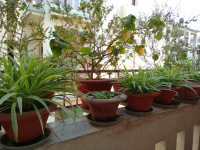 3 BHK Flat for Sale in Boring Road, Patna