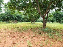  Agricultural Land for Sale in Thiruthani, Thiruvallur