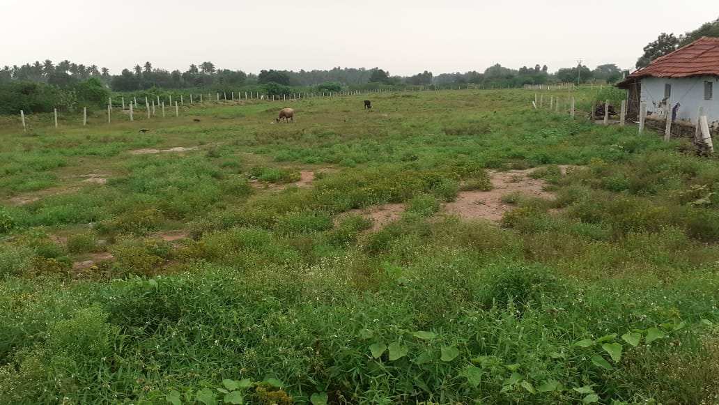 Agricultural Land 20000 Sq.ft. for Sale in Agaram, Dindigul