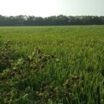  Agricultural Land for Sale in Khadia, Ahmedabad