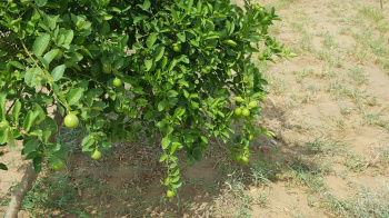  Agricultural Land for Sale in Parbatsar, Nagaur