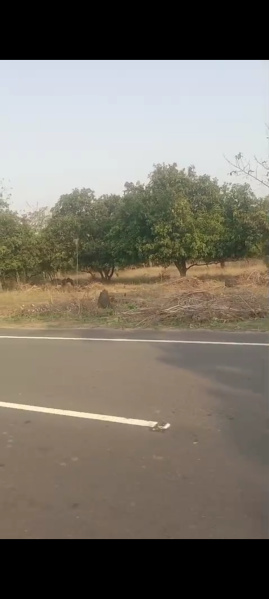  Agricultural Land 85 Cent for Sale in Alamanda, Vizianagaram
