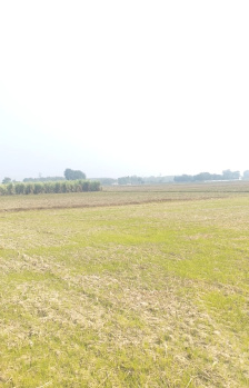 Agricultural Land for Sale in Model Town, Yamunanagar