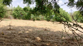  Agricultural Land for Sale in Halol, Panchmahal