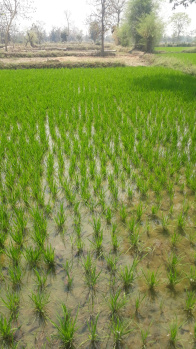  Agricultural Land for Sale in Halvad, Morvi