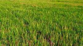  Agricultural Land for Sale in Bhulath, Kapurthala