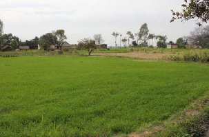  Agricultural Land for Sale in Daurala, Meerut