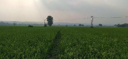 Agricultural Land for Sale in Haroli, Una