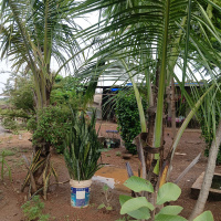  Agricultural Land for Rent in Kharora, Raipur