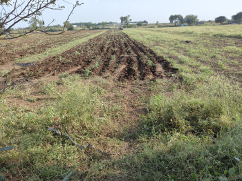  Agricultural Land for Sale in Visavadar, Junagadh