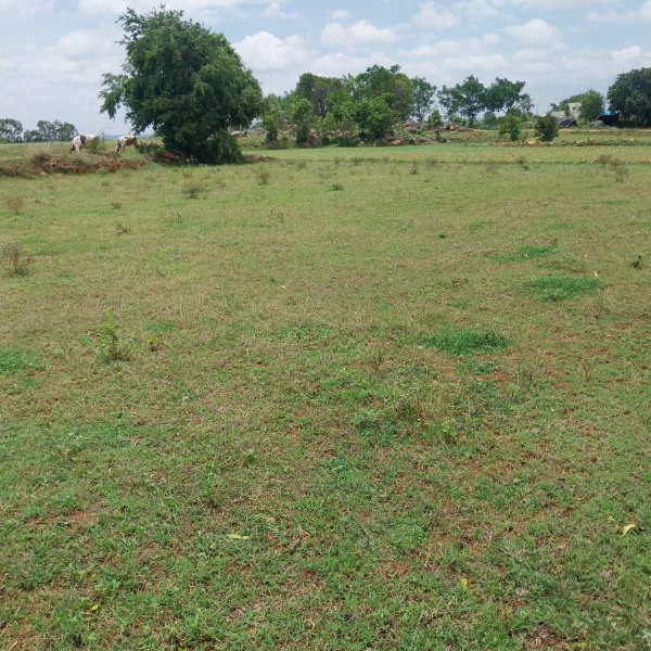 3 BHK 6 Acre Farm House for Sale in Malur, Bangalore