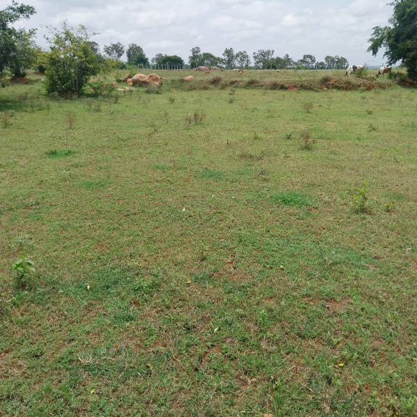 3 BHK 6 Acre Farm House for Sale in Malur, Bangalore