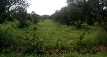  Agricultural Land for Sale in Kr Puram, Bangalore