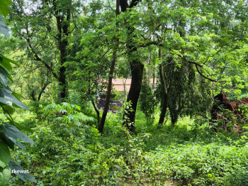  Residential Plot for Sale in Mandrem, North Goa, 