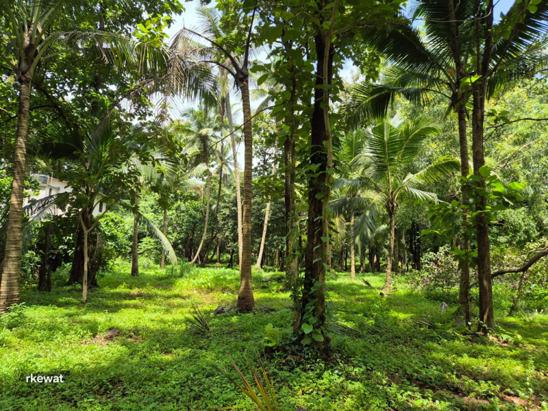  Residential Plot 1000 Sq. Meter for Sale in Mandrem, North Goa, 