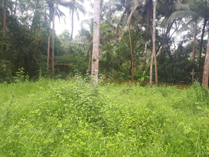  Residential Plot 1000 Sq. Meter for Sale in Mandrem, North Goa, 