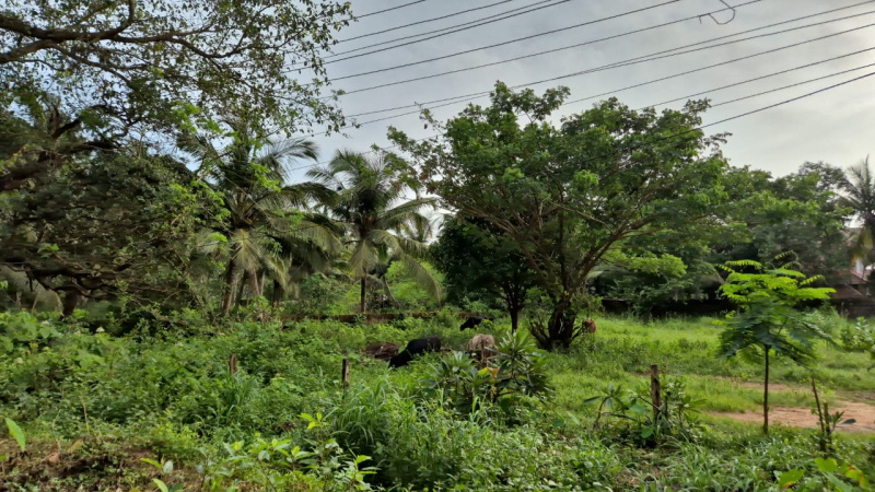  Residential Plot 300 Sq. Meter for Sale in Siolim, Bardez, Goa