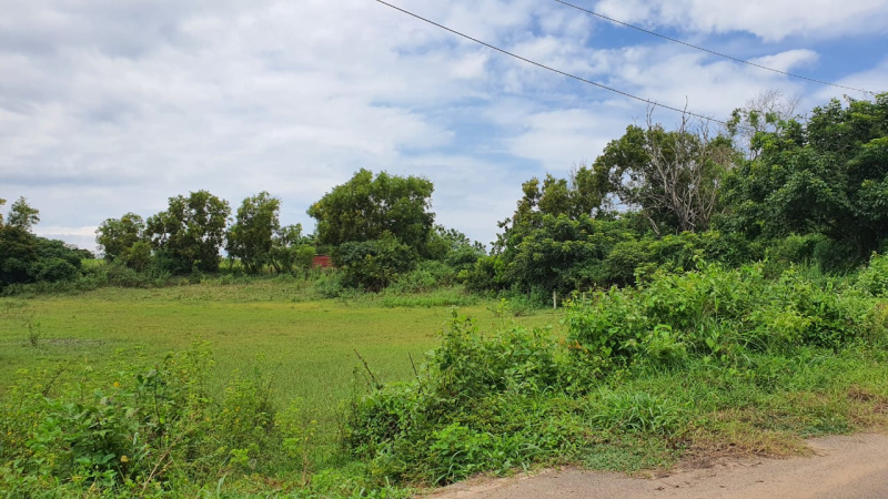  Residential Plot 3200 Sq. Meter for Sale in Saligao, Goa