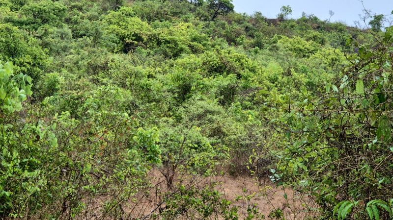 Residential Plot 23000 Sq. Meter for Sale in Nuvem, South Goa, 