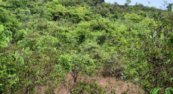  Residential Plot for Sale in Cuncolim, Goa