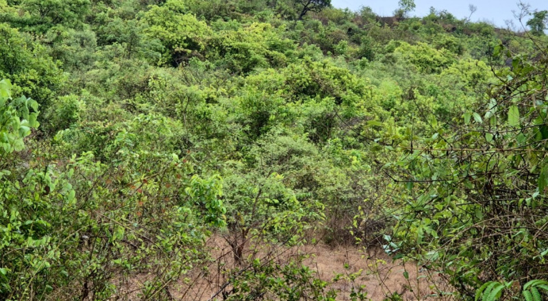  Residential Plot 23000 Sq.ft. for Sale in Cuncolim, Goa