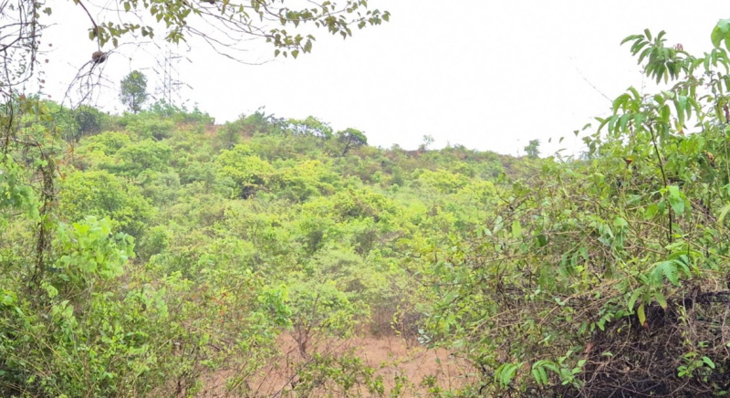  Residential Plot 23000 Sq.ft. for Sale in Cuncolim, Goa