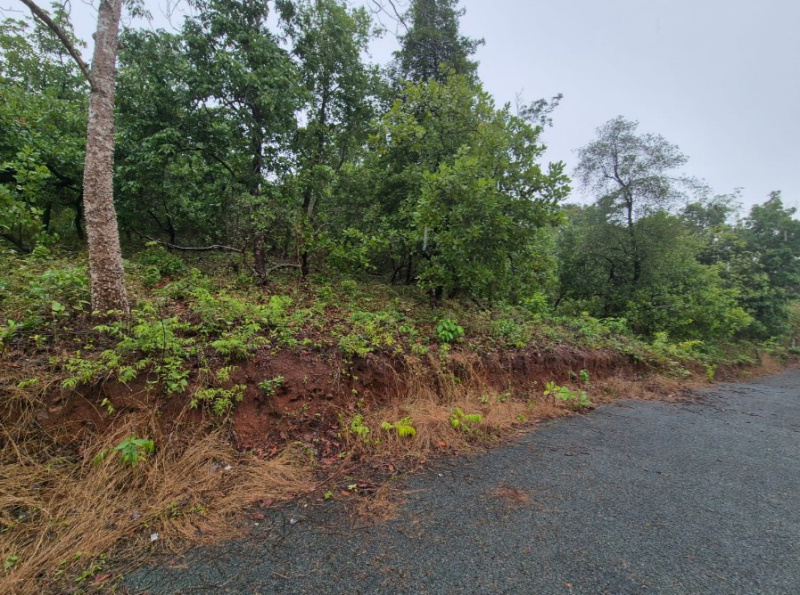  Residential Plot 6080 Sq. Meter for Sale in Cuncolim, Goa