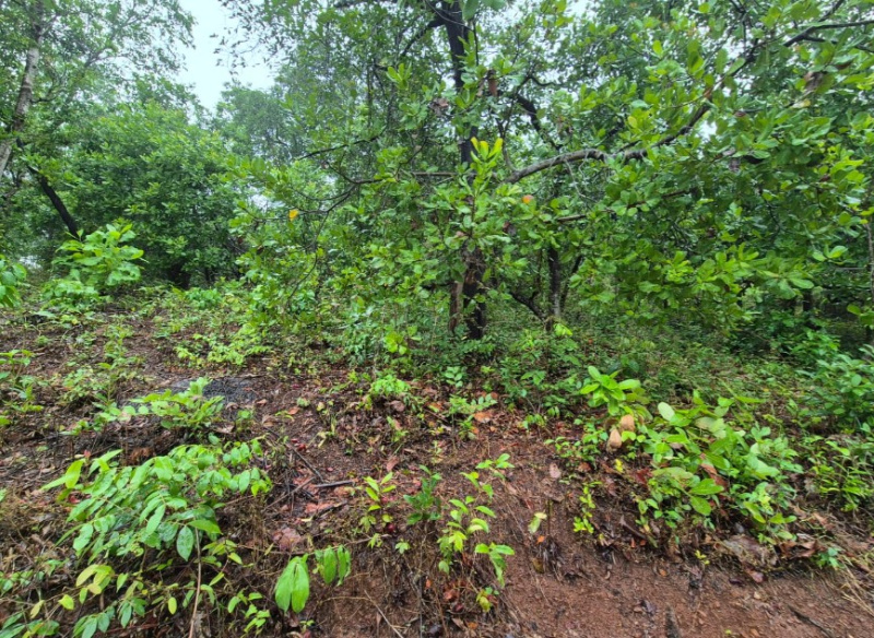  Residential Plot 6080 Sq. Meter for Sale in Cuncolim, Goa