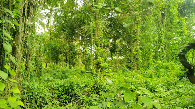  1300 Sq. Meter Residential Plot for Sale in Agonda, South Goa