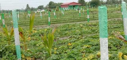  Agricultural Land for Sale in Uthiramerur, Kanchipuram
