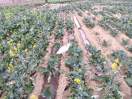  Agricultural Land for Sale in Merta City, Nagaur