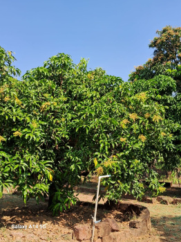  Residential Plot for Sale in Devrukh, Ratnagiri