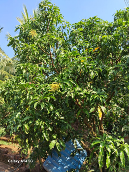  Agricultural Land for Sale in Devrukh, Ratnagiri