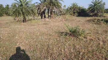  Agricultural Land for Sale in Bordi, Palghar