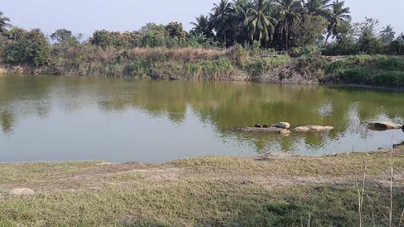  Agricultural Land 2 Acre for Sale in Umbergaon, Valsad