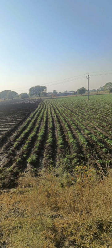 Agricultural Land 12 Bigha for Sale in Mhow Road, Indore