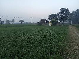 Agricultural Land for Sale in Ram Nagar, Karnal
