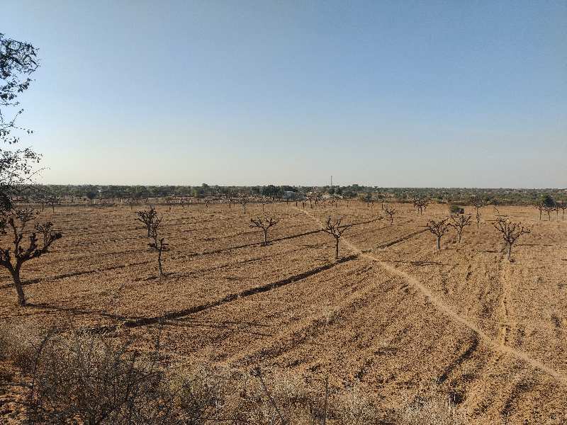  Agricultural Land 48 Bigha for Sale in Bidasar, Churu