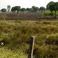  Agricultural Land for Sale in Shyampur, Sehore