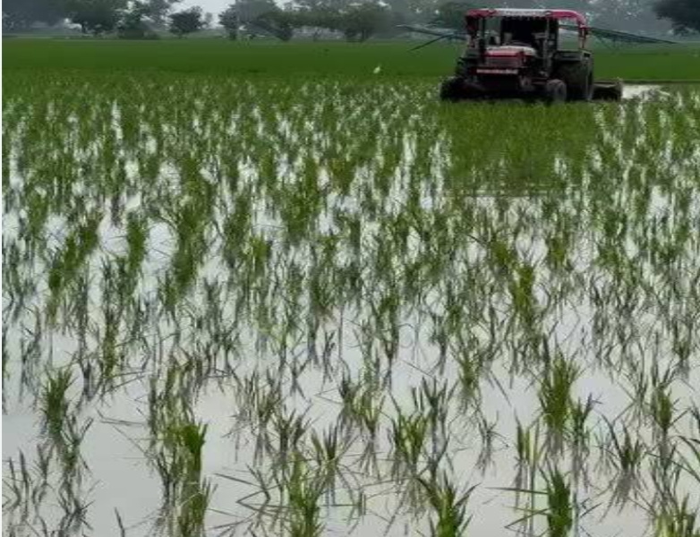  Agricultural Land 7 Bigha for Sale in Rajpura Road, Patiala