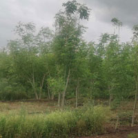  Agricultural Land for Sale in Kesnand Road, Wagholi, Pune